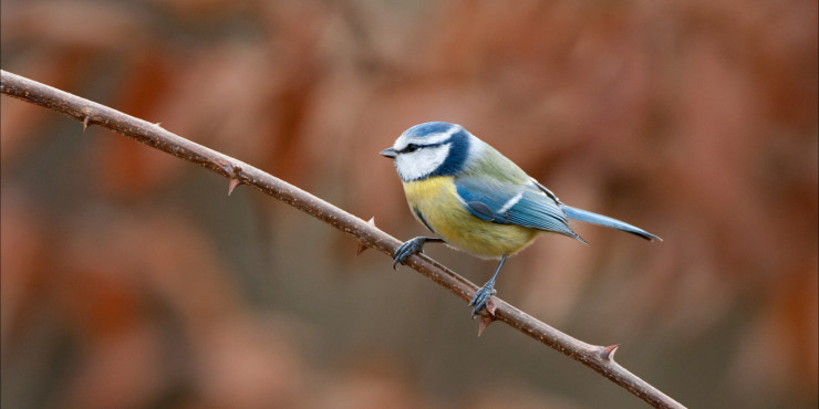 Les oiseaux en hiver. Balade naturaliste.